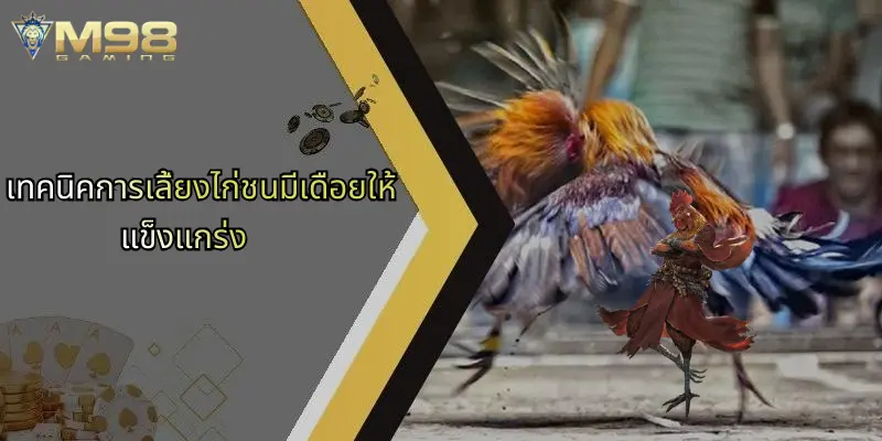 เทคนิคการเลี้ยงไก่ชนมีเดือยให้แข็งแกร่ง